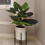 Banya Plant