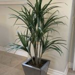 Palm Plant