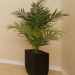 Kate Tall Plant