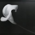 MED - Black and White Lily