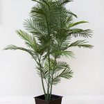Savannah Plant
