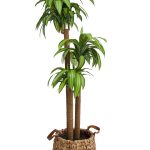 Tropical Plant