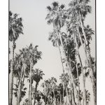 XL - Palm trees 42" x 56.5"